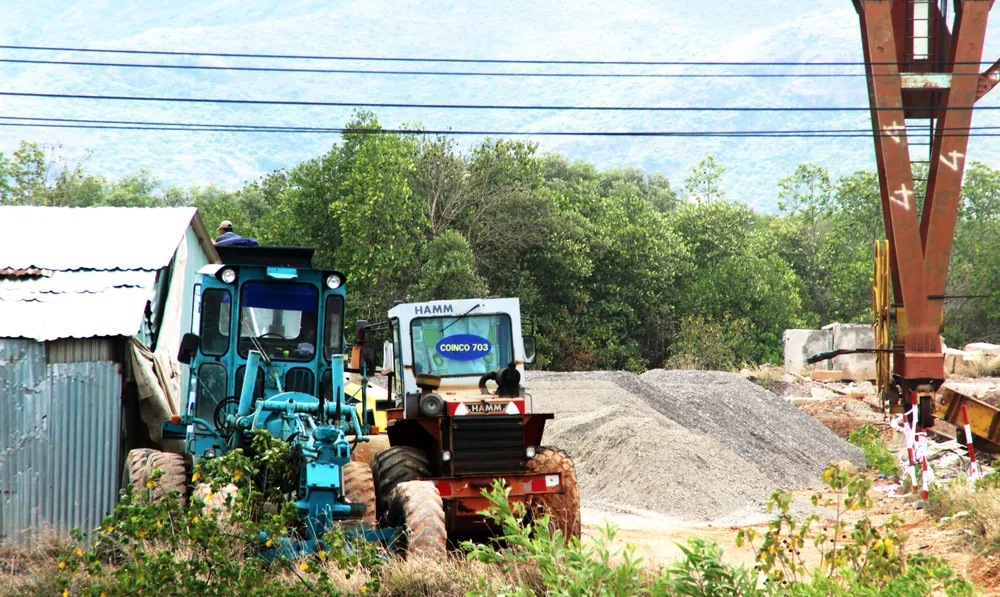 Rừng ngập mặn ven đầm Thị Nại đang bị băm nát ảnh 9