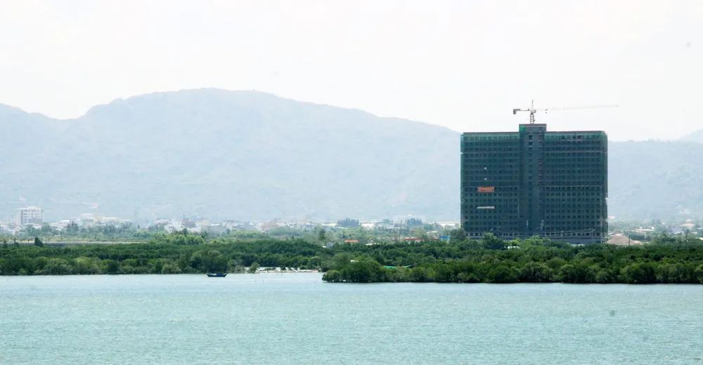 Rừng ngập mặn ven đầm Thị Nại đang bị băm nát ảnh 16