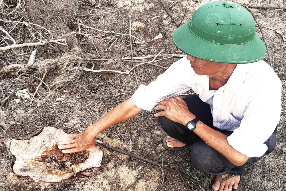 Phá trắng, đốt sạch trên 140ha rừng ở Bình Định  ảnh 9 Phá trắng, đốt sạch trên 140ha rừng ở Bình Định  ảnh 9