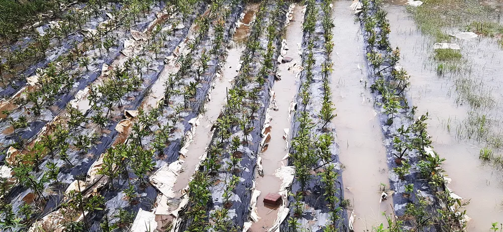 Vựa mai lớn nhất miền Trung đưa mai đi tránh lũ ảnh 12