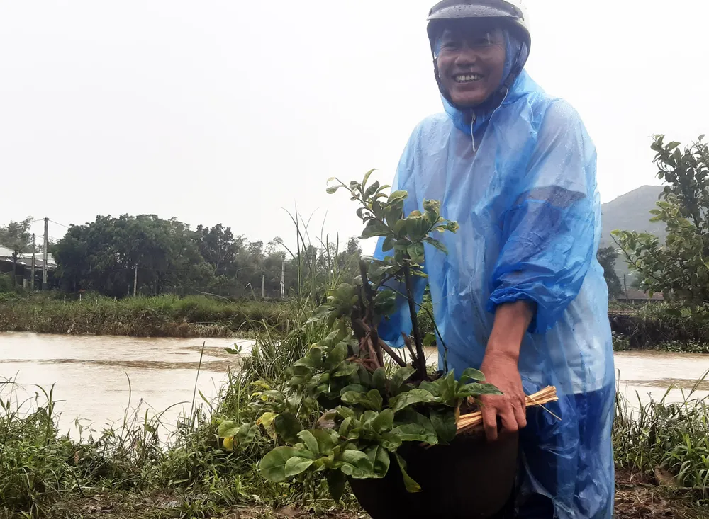 Vựa mai lớn nhất miền Trung đưa mai đi tránh lũ ảnh 8