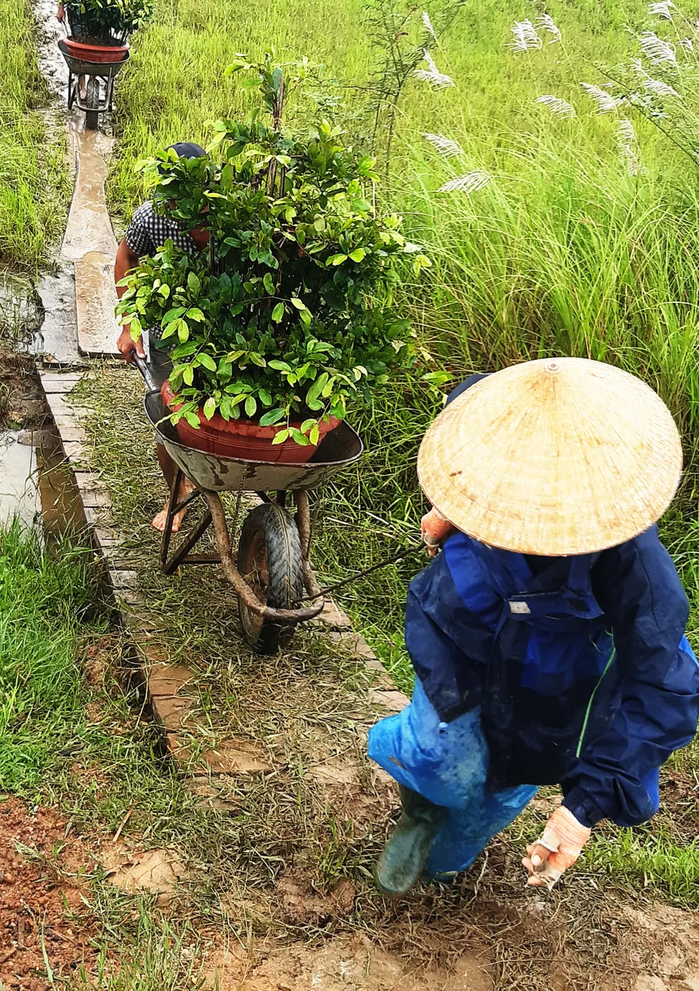 Vựa mai lớn nhất miền Trung đưa mai đi tránh lũ ảnh 5
