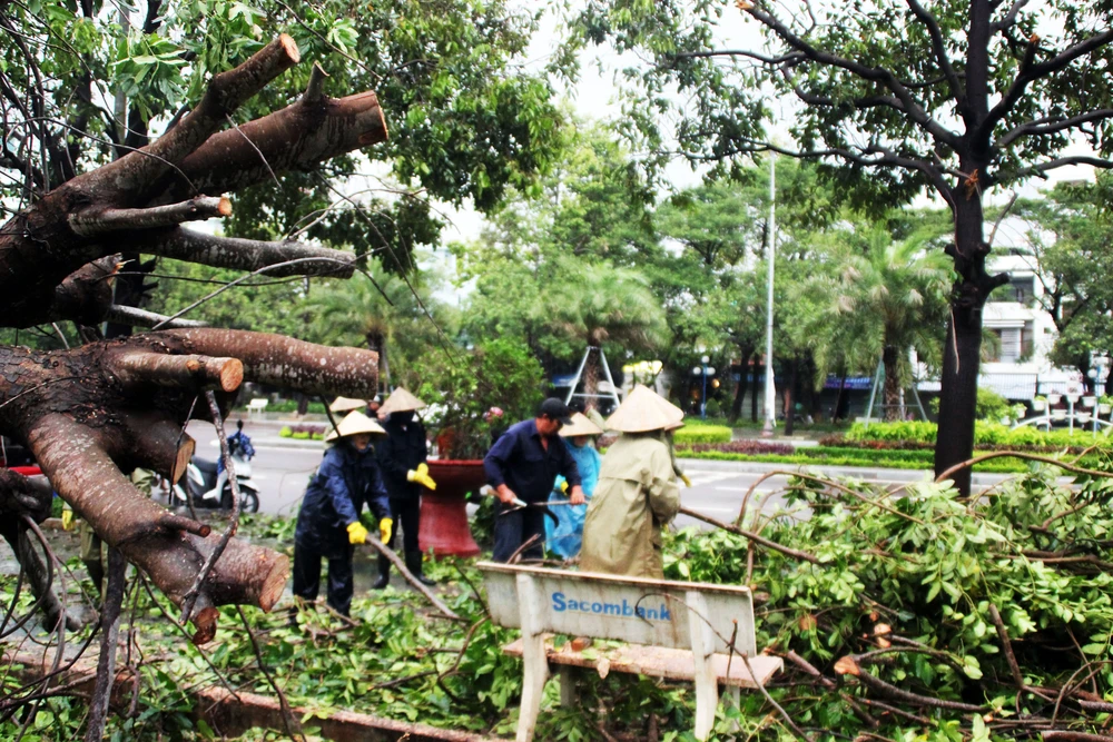 Dọn hàng ngàn tấn rác thải, khôi phục 2.000 cây xanh bị bão quật ngã ảnh 9 Dọn hàng ngàn tấn rác thải, khôi phục 2.000 cây xanh bị bão quật ngã ảnh 9