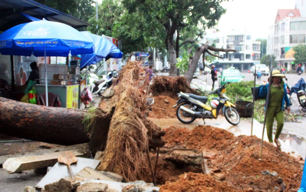 Dọn hàng ngàn tấn rác thải, khôi phục 2.000 cây xanh bị bão quật ngã ảnh 3 Dọn hàng ngàn tấn rác thải, khôi phục 2.000 cây xanh bị bão quật ngã ảnh 3