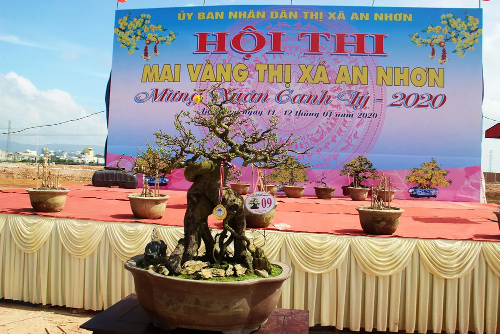 Hàng trăm "đại lão mai" tranh tài ở đất võ ảnh 3 Hàng trăm "đại lão mai" tranh tài ở đất võ ảnh 3