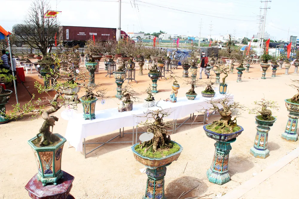 Hàng trăm "đại lão mai" tranh tài ở đất võ ảnh 2 Hàng trăm "đại lão mai" tranh tài ở đất võ ảnh 2