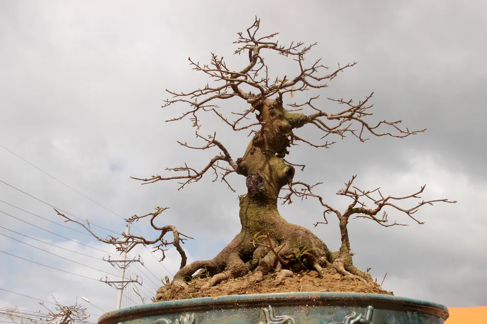 Hàng trăm "đại lão mai" tranh tài ở đất võ ảnh 12 Hàng trăm "đại lão mai" tranh tài ở đất võ ảnh 12