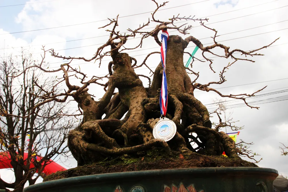 Hàng trăm "đại lão mai" tranh tài ở đất võ ảnh 7 Hàng trăm "đại lão mai" tranh tài ở đất võ ảnh 7