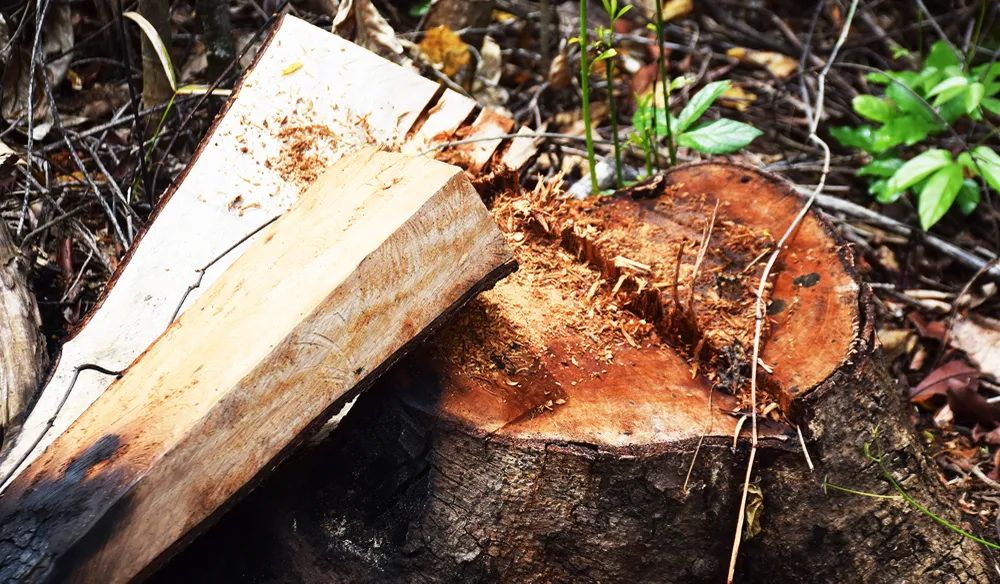 Chủ tịch UBND tỉnh Phú Yên chỉ đạo “nóng” vụ phá rừng phòng hộ sông Trà Bương ảnh 12 Chủ tịch UBND tỉnh Phú Yên chỉ đạo “nóng” vụ phá rừng phòng hộ sông Trà Bương ảnh 12