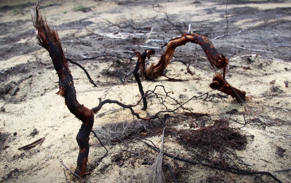 Nhiều héc ta rừng phòng hộ ven biển Bình Định bị san phẳng ảnh 3