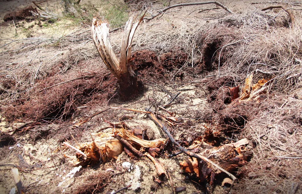 Nhiều héc ta rừng phòng hộ ven biển Bình Định bị san phẳng ảnh 4