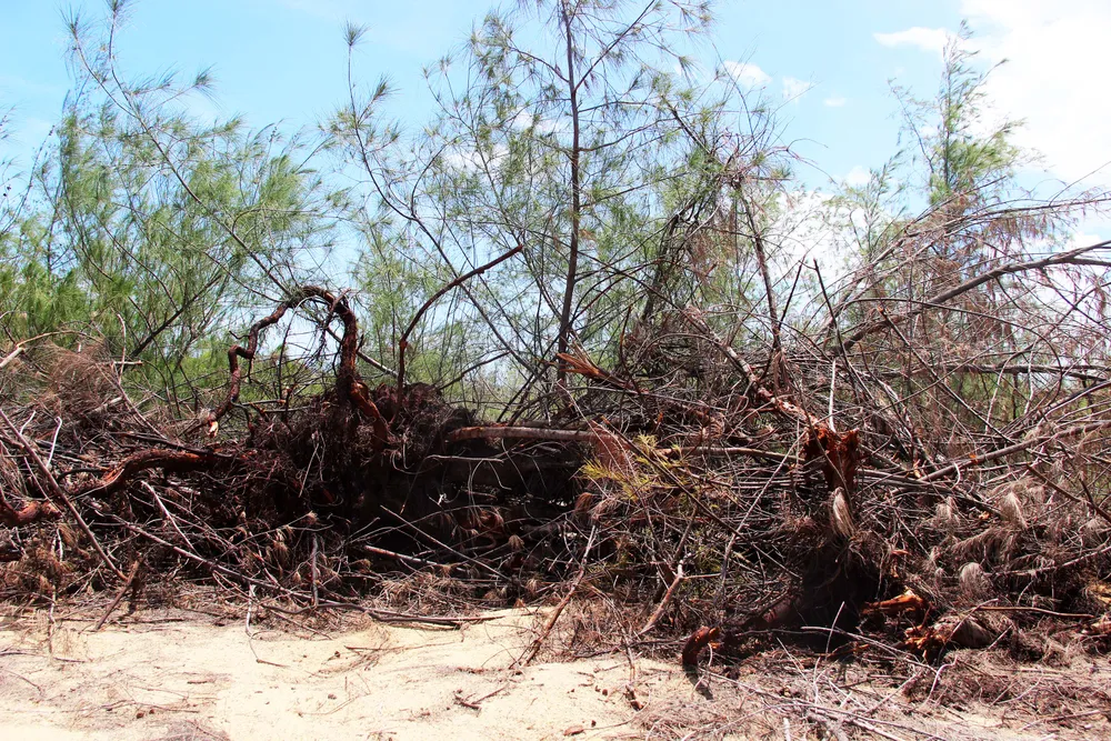Nhiều héc ta rừng phòng hộ ven biển Bình Định bị san phẳng ảnh 16