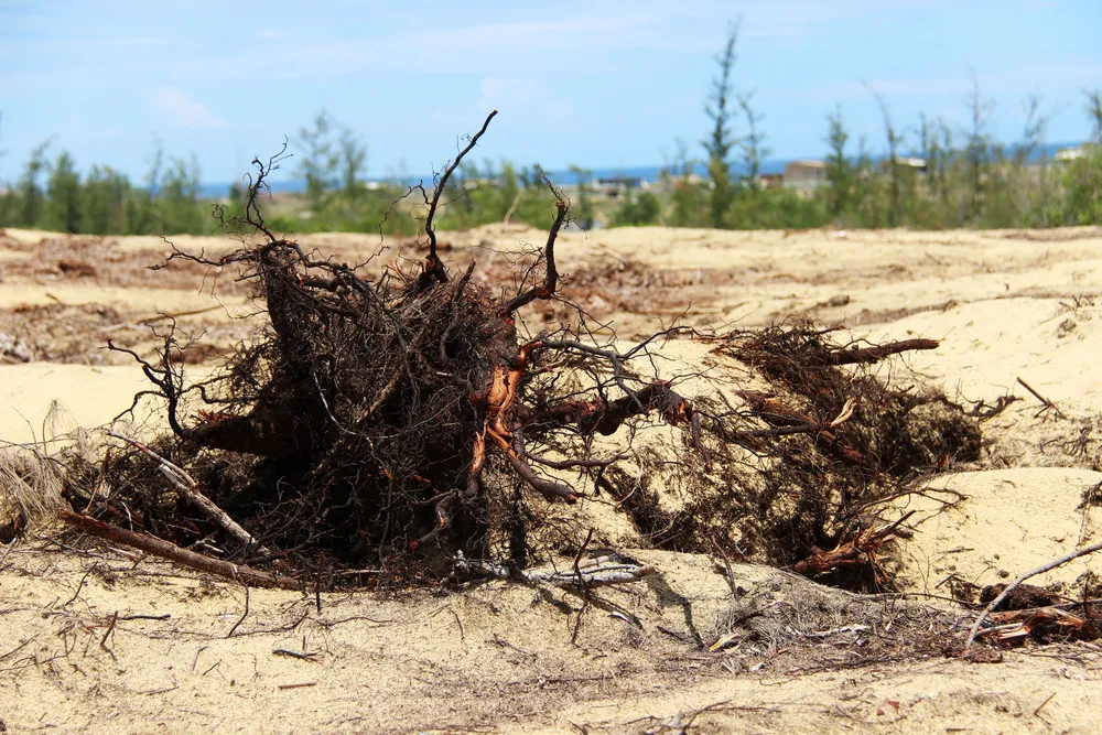 Nhiều héc ta rừng phòng hộ ven biển Bình Định bị san phẳng ảnh 5