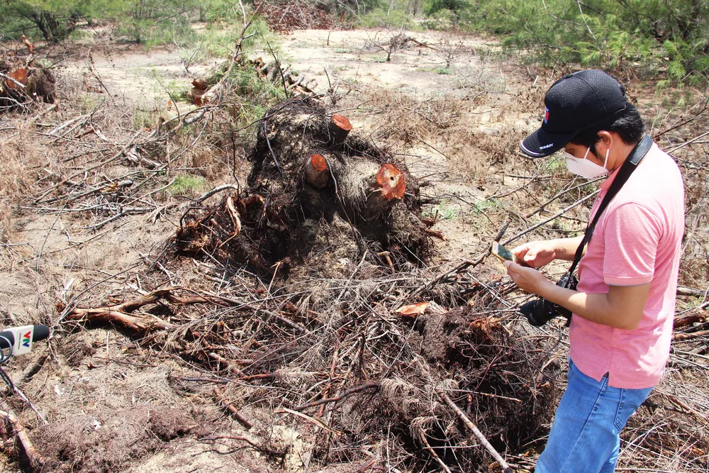 Nhiều héc ta rừng phòng hộ ven biển Bình Định bị san phẳng ảnh 12
