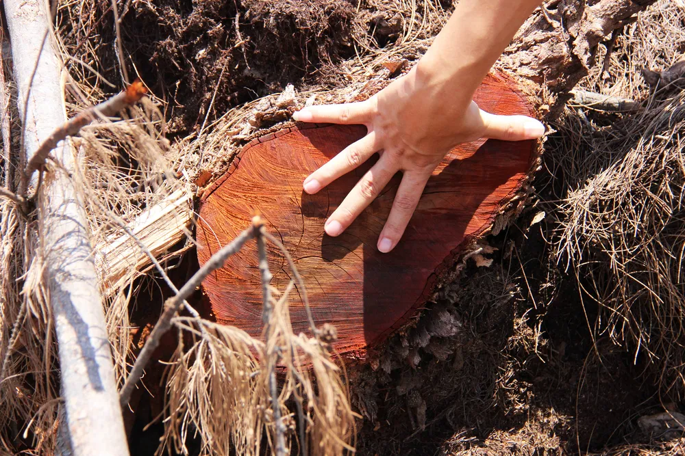 Nhiều héc ta rừng phòng hộ ven biển Bình Định bị san phẳng ảnh 10