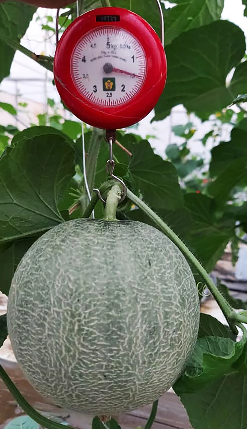 Sản phẩm nông nghiệp được sản xuất theo hướng hiện đại