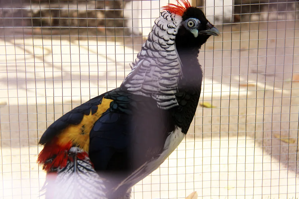 Nhiều con giống chăn nuôi mới đang thử nghiệm