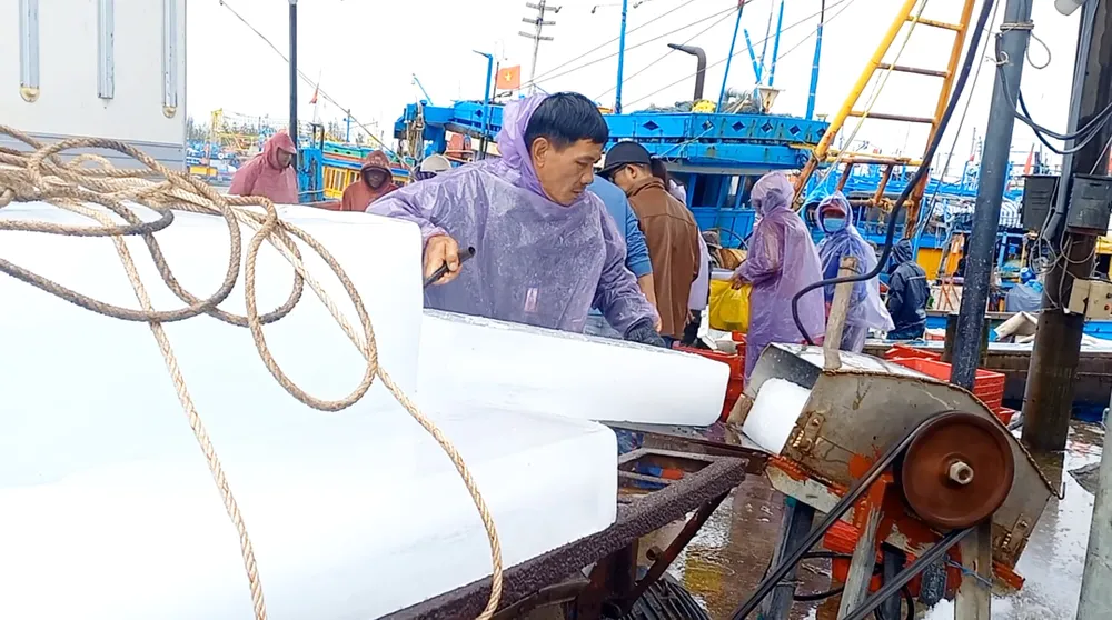 Các ngư dân nỗ lực tiếp đá lạnh lên tàu để vươn khơi đánh bắt xuyên tết ở cảng cá Sa Kỳ. Ảnh: NGUYỄN TRANG Các ngư dân nỗ lực tiếp đá lạnh lên tàu để vươn khơi đánh bắt xuyên tết ở cảng cá Sa Kỳ. Ảnh: NGUYỄN TRANG