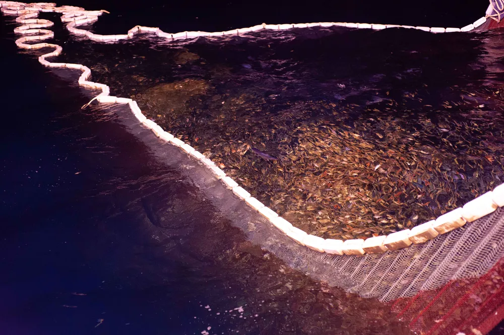 Mẻ lưới cá của ngư dân Bình Định đánh bắt được trên biển. Ảnh: ĐẶNG VĂN HẢI Mẻ lưới cá của ngư dân Bình Định đánh bắt được trên biển. Ảnh: ĐẶNG VĂN HẢI