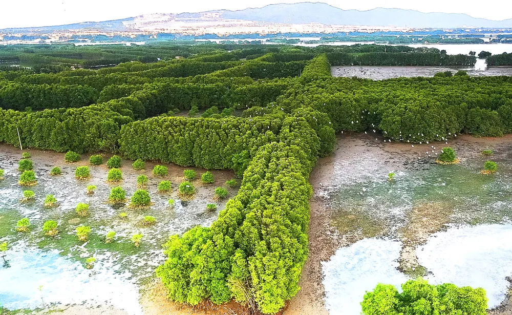 Khu sinh thái Cồn Chim với hệ rừng ngập mặn và vô vàn loài chim di cư đến hàng năm