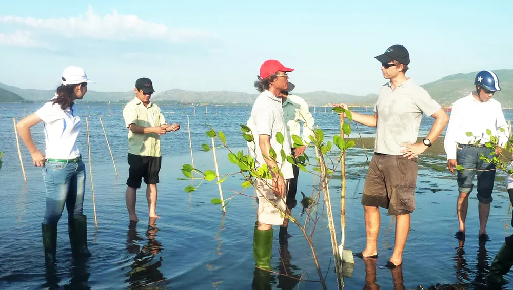 Bình Định đẩy mạnh trồng và phục hồi rừng ngập mặn ven đầm Thị Nại