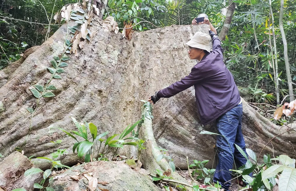 Cây cổ thụ đường kính lớn đóng vai trò quan trọng trong quần thể rừng phòng hộ bị "tàn sát"
