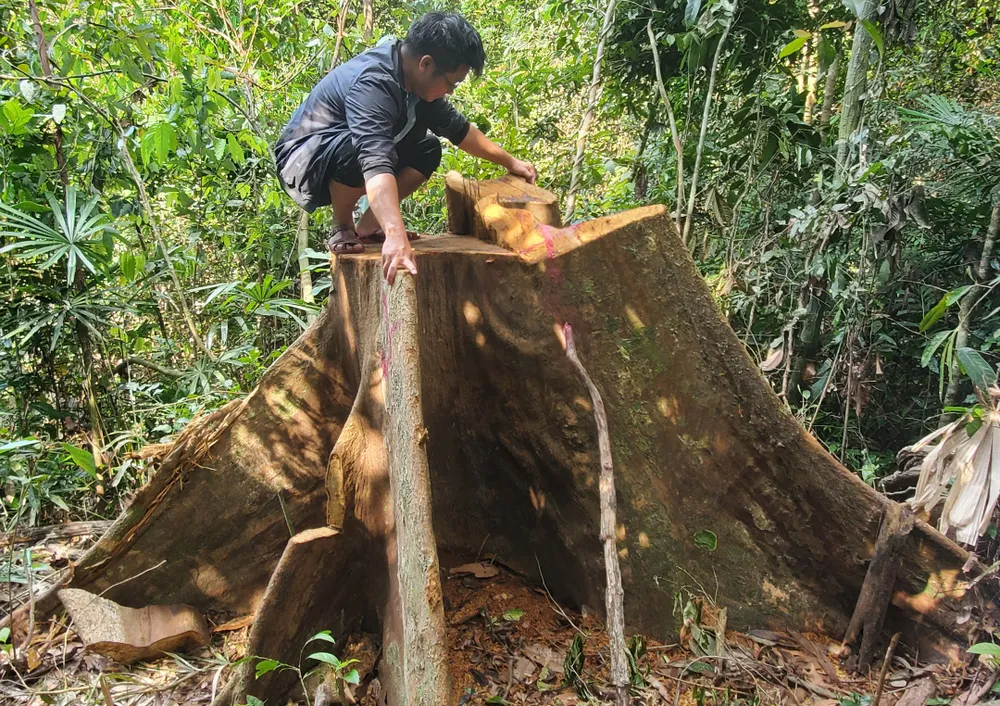Một gốc cây cổ thụ bị cắt hạ nằm trơ cội