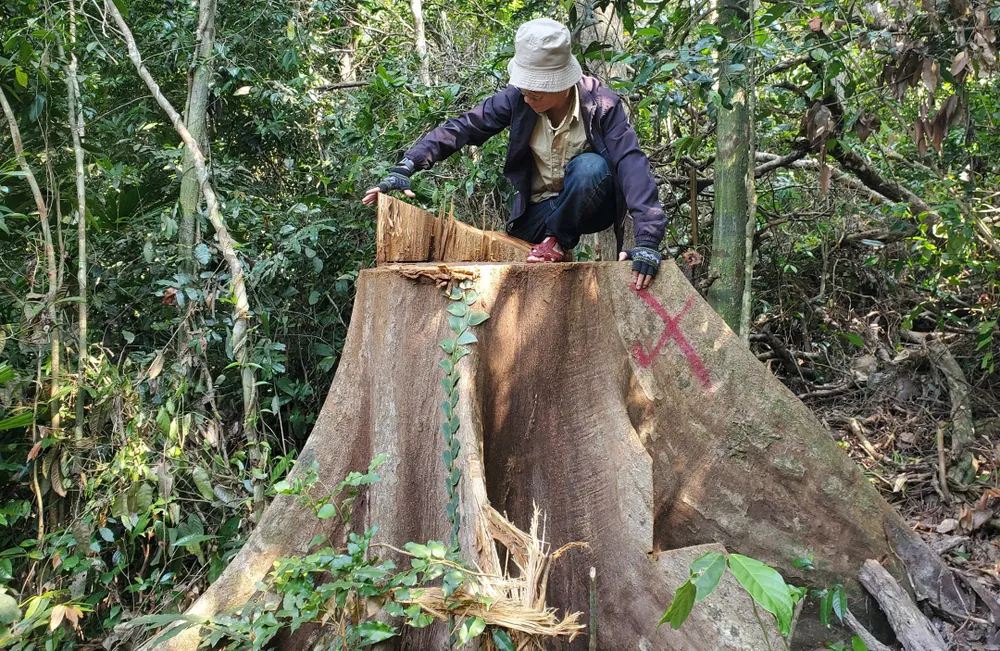 PV Báo SGGP trên một gốc cây vừa bị cưa hạ ở tiểu khu 36, thuộc rừng phòng hộ huyện Vân Canh, tỉnh Bình Định