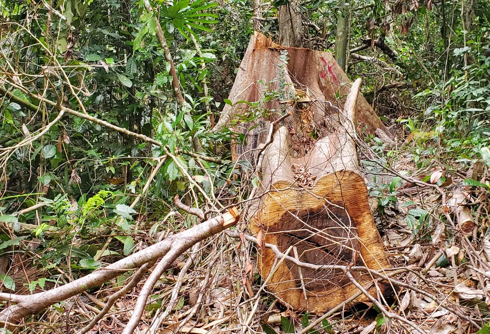 Lâm tặc bỏ khúc gỗ đường kính rất lớn lại hiện trường
