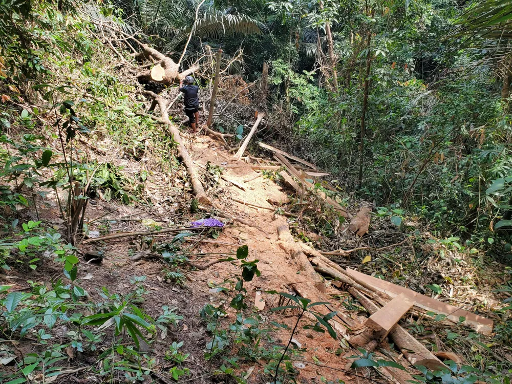 Hiện trường những cây cổ thụ bị "xẻ thịt"