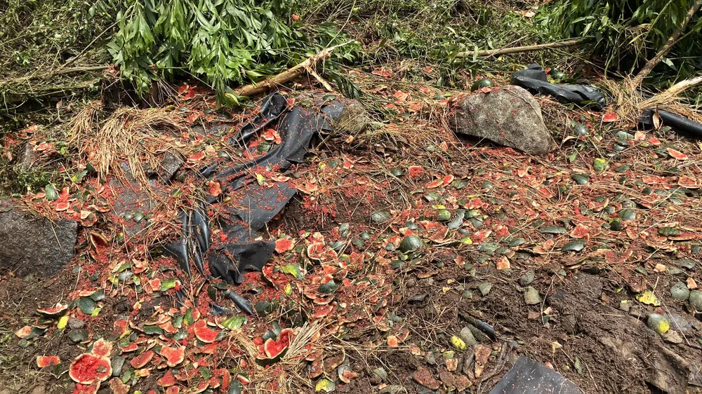 Toàn bộ dưa hấu bị cuốn nát Toàn bộ dưa hấu bị cuốn nát