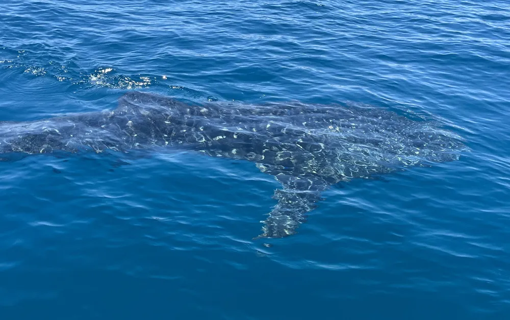 Cá voi dài từ 4 đến 5m. Ảnh: HOÀI TIẾN