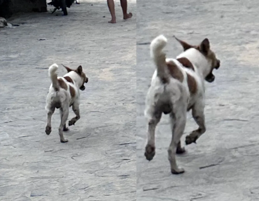 Hình ảnh nhân vật chụp lại con chó đã cắn cháu bé 3 tuổi dẫn đến khâu 35 mũi Hình ảnh nhân vật chụp lại con chó đã cắn cháu bé 3 tuổi dẫn đến khâu 35 mũi