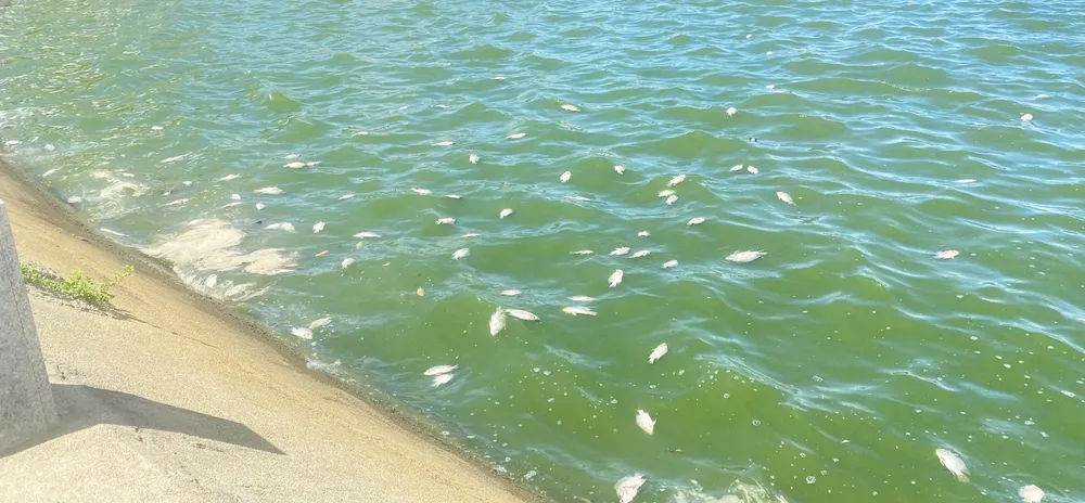 Cá rô phi và cá dọn bể chết nổi la liệt mặt hồ điều hòa Hồ Sơn Cá rô phi và cá dọn bể chết nổi la liệt mặt hồ điều hòa Hồ Sơn