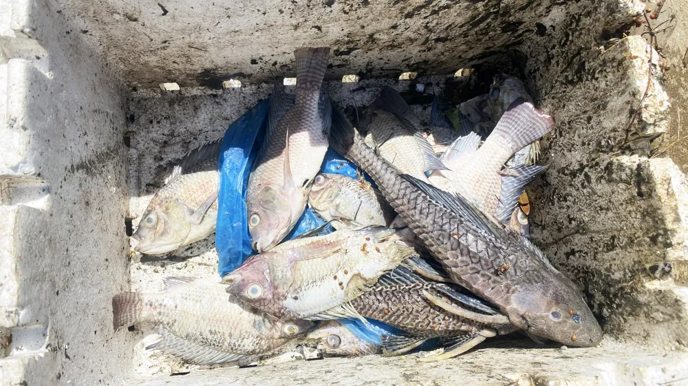 Các công nhân môi trường liên tục thu dọn cá chết để xử lý môi trường nước Các công nhân môi trường liên tục thu dọn cá chết để xử lý môi trường nước