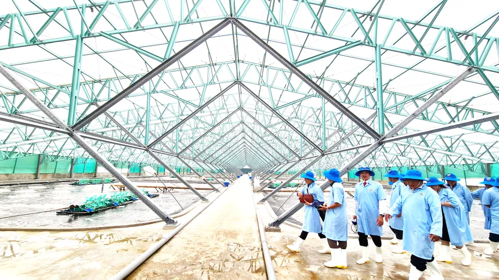 Một khu nuôi tôm công nghệ cao đang phát triển tốt ở ven biển Phù Mỹ, Bình Định Một khu nuôi tôm công nghệ cao đang phát triển tốt ở ven biển Phù Mỹ, Bình Định