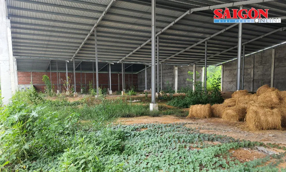 Bên trong trại áp mái điện mặt trời cỏ dại bủa vây. Ảnh: PHƯƠNG ĐÔNG