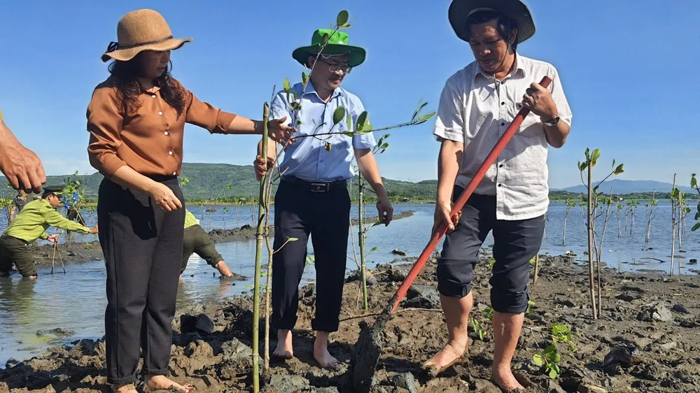 Nhiều chiến dịch trồng rừng ngập mặn ở đầm Ô Loan trước đó Nhiều chiến dịch trồng rừng ngập mặn ở đầm Ô Loan trước đó