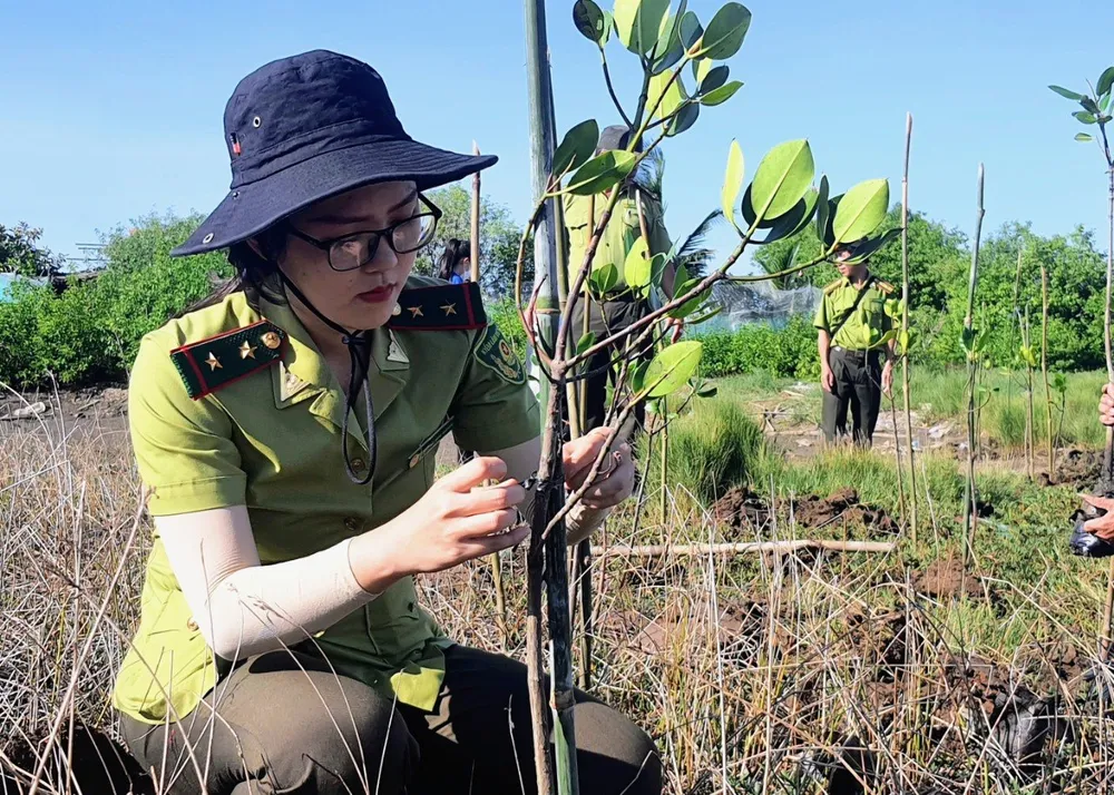 Cán bộ kiểm lâm chăm sóc những cây rừng ngập mặn đang phát triển Cán bộ kiểm lâm chăm sóc những cây rừng ngập mặn đang phát triển