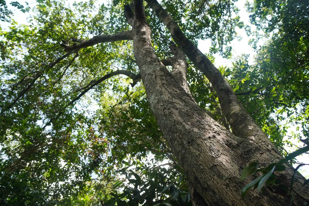 Suốt hành trình khám phá Hòn Cấm, chúng tôi được chiêm ngưỡng nhiều "lão cây" hàng trăm năm tuổi DSC05725.jpg