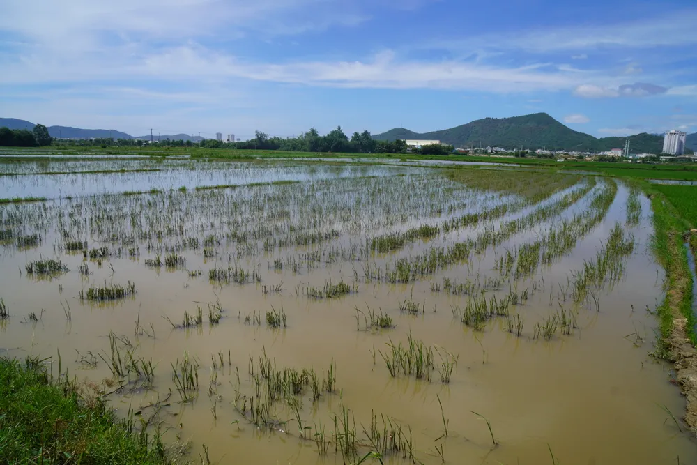Một vùng ruộng khác đã dừng canh tác vì ngập úng DSC00557.JPG