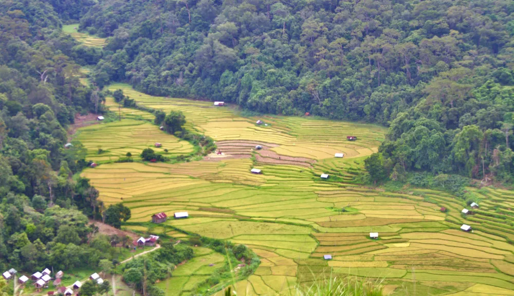 Mùa những ruộng bậc thang Kon Tu Rằng khoe sắc với những tấm lúa óng vàng 6.9.jpeg