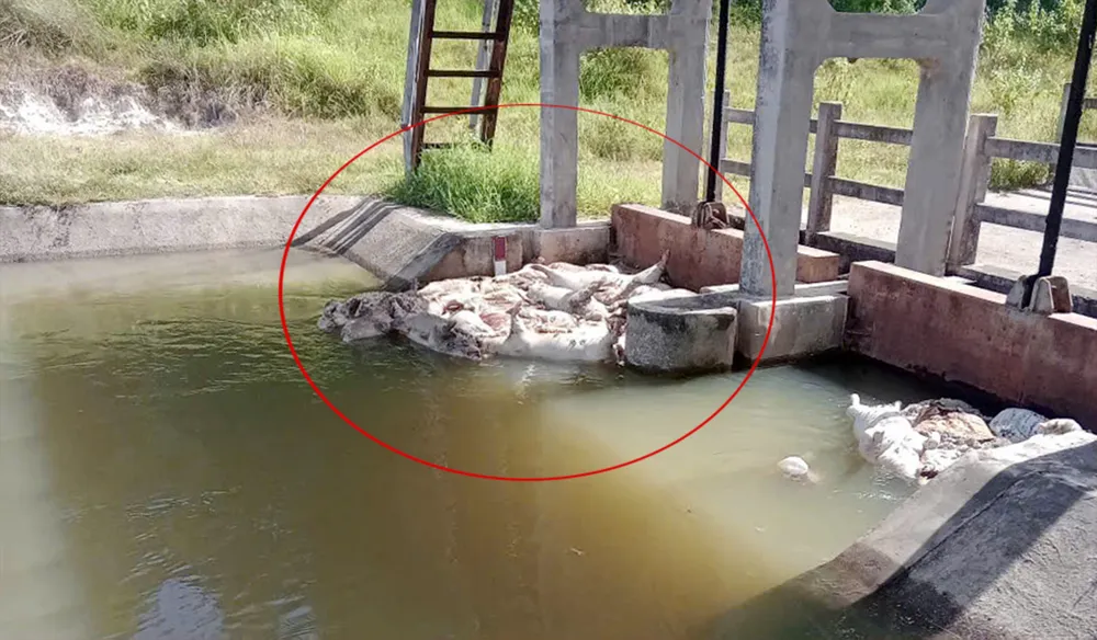 Heo chết trọng lượng lớn nghi bị dịch bệnh chết gây tắc nghẽn dòng kênh Văn Phong z6793716168413_86b4ca2157bf780f7f04851560db9eae.jpg