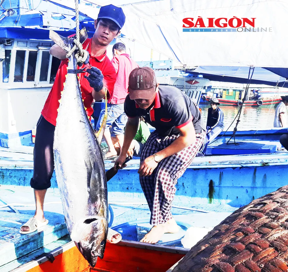ザライ省の漁師たちは海でマグロを捕獲している。 ANH (6).jpg