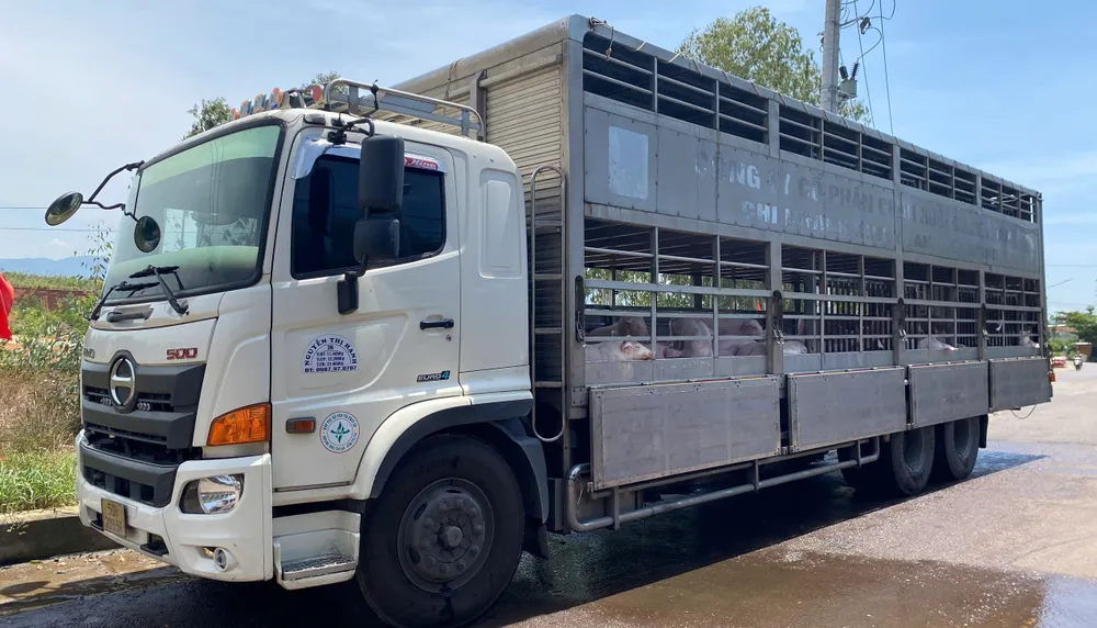 Lực lượng chức năng tổ chức chặn xe tải chở heo bệnh đi tiêu thụ z6883069420713_60d9937d1521b1c713d8cc0f54d9677a.jpg