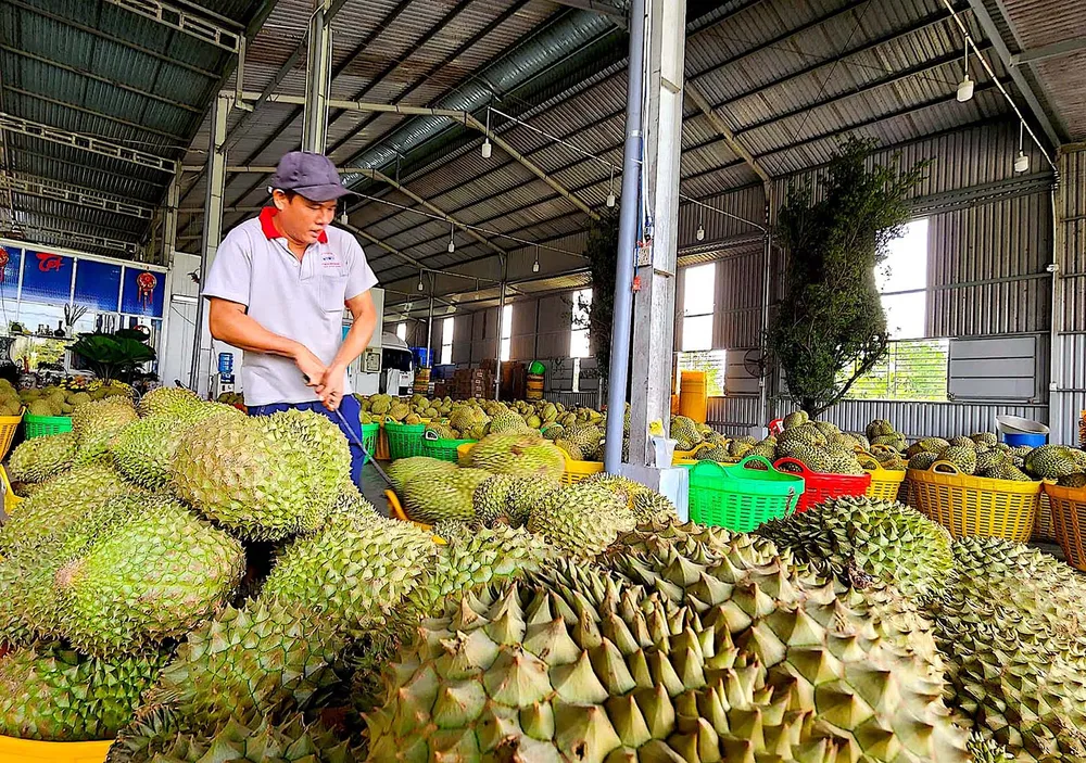 Lô sầu riêng của một doanh nghiệp ở huyện Cái Bè, tỉnh Tiền Giang đang chờ kiểm nghiệm chất lượng để xuất khẩu. Ảnh: NGỌC PHÚC P5b.jpg