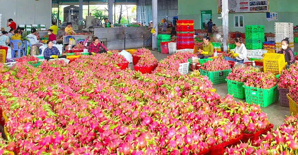 Công ty TNHH Sơn Trà đang tồn kho hàng chục tấn thanh long do không được cấp chứng thư để xuất khẩu qua châu Âu P5a.jpg