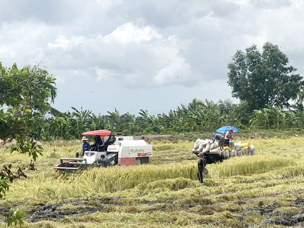 Nông dân miền Tây thu hoạch lúa hè thu trong lo lắng, khi giá lúa giảm mạnh. Ảnh: CAO PHONG D3b.jpg