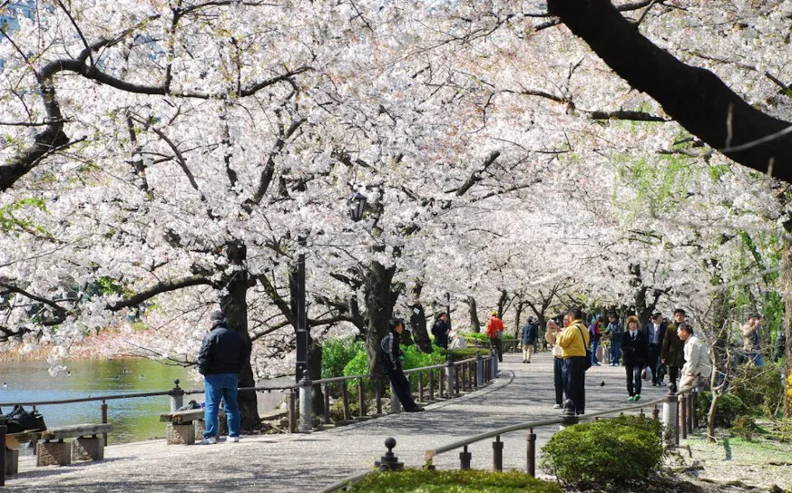 Người dân ngắm hoa anh đào tại công viên Ueno ở Tokyo, Nhật Bản. Ảnh: TRIP TO JAPAN !8b.jpg