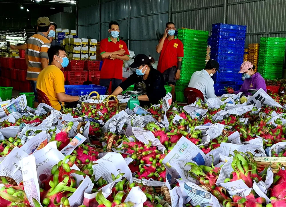 Tại Long An, có 109 cơ sở thanh long được cấp mã số cơ sở đóng gói Tại Long An, có 109 cơ sở thanh long được cấp mã số cơ sở đóng gói